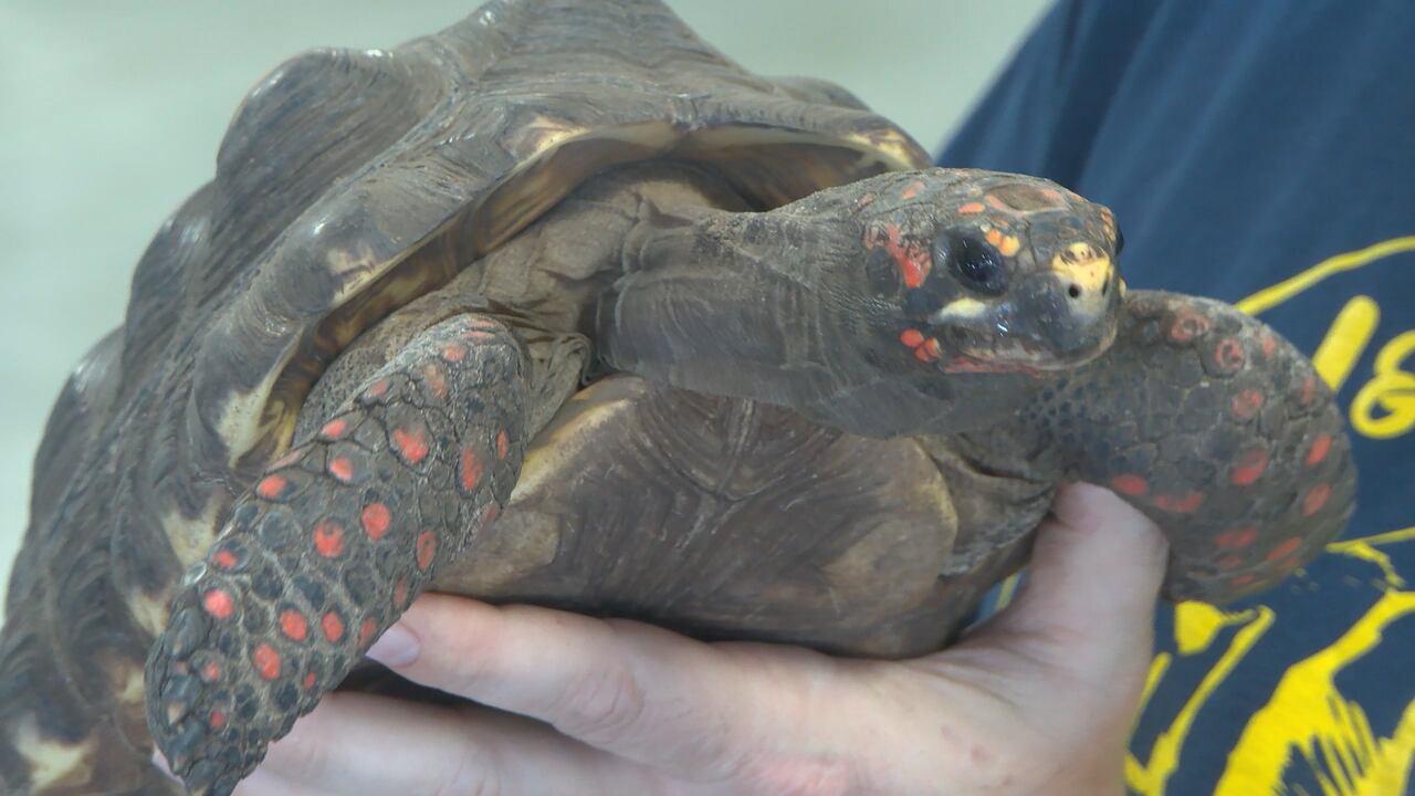 J & R Aquatic Animal Rescue Holds Exotic Pet Surrender Event in Lancaster
