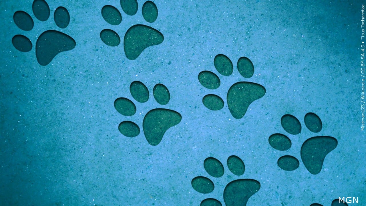Cedar Bend Humane Society Waives Fees for Long-Stay Dogs and Cats