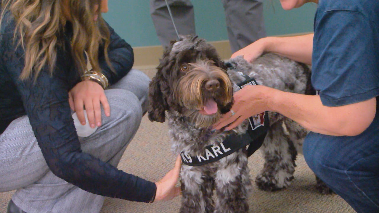 Coralville Police Dog Crisis K9 Karl Completes First Year on the Job