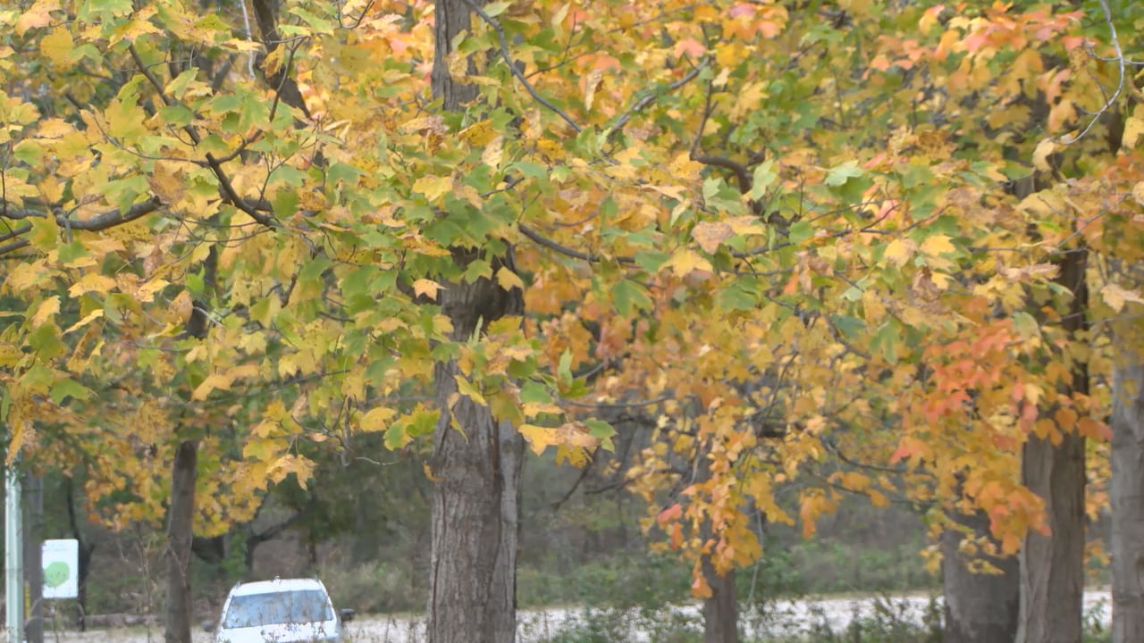 Cedar Rapids Producers Prepare for Maple Syrup Season