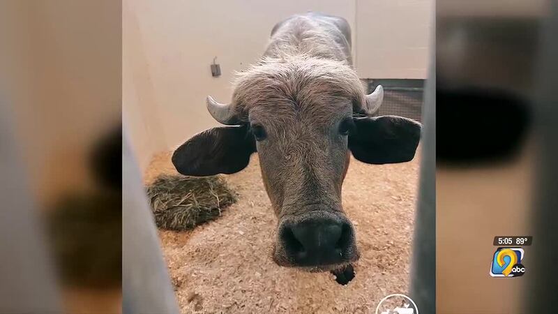The Iowa Farm Sanctuary says a water buffalo that was captured Wednesday after days on the run...