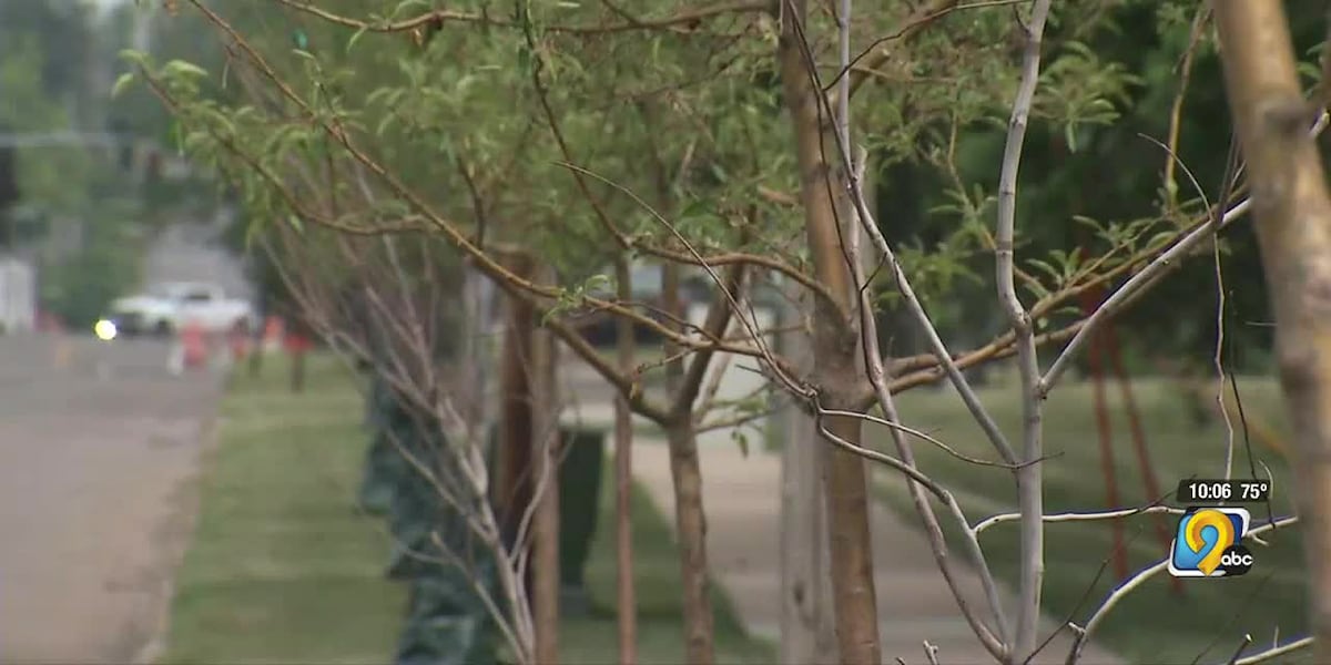 Trees planted to replace derecho damages trees struggling in dry weather