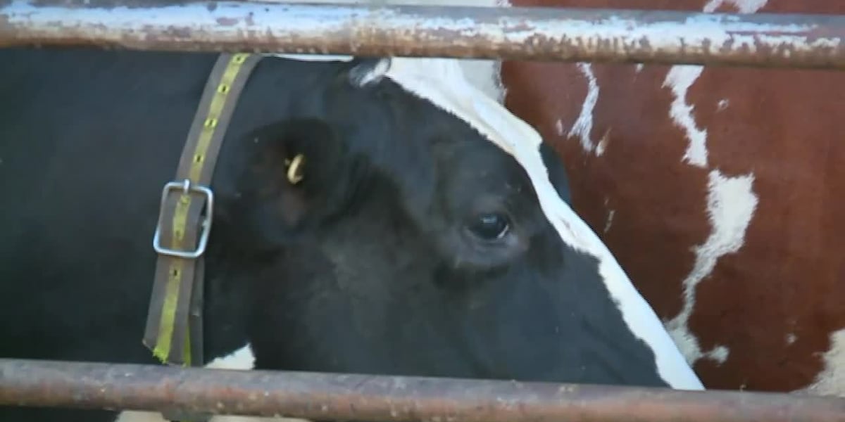 Cow Congress Position National Cattle Congress shut down Saturday night after a string of fights