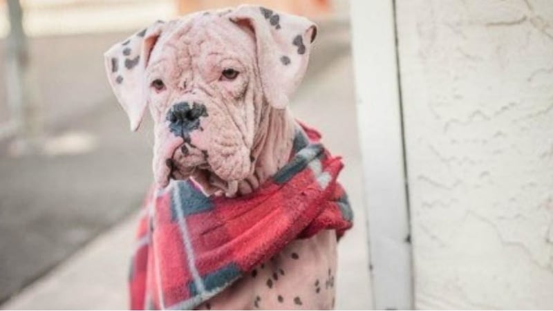 Rescue dog turned pink by skin infection gets second chance at life