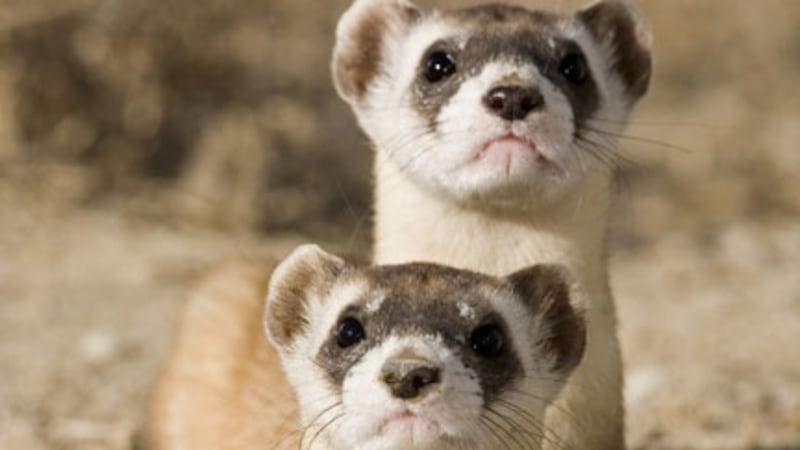 Led Ferrets UI says its fixed problems that led to dead ferrets
