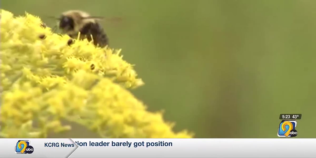 Iowa’s native bee populations decreasing, Iowa DNR looking for ...