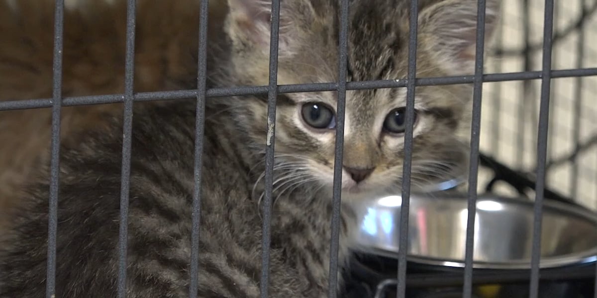 Cedar Rapids looks to start feral cat program after scrapping plan ...