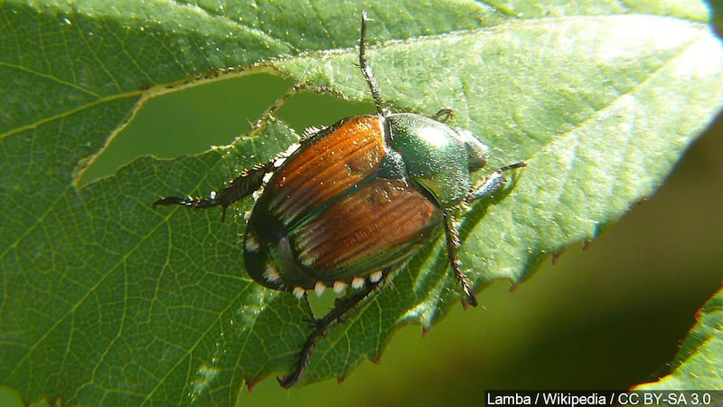 Different Bitters Insects Bitter winter cold kills some but not all insect pests