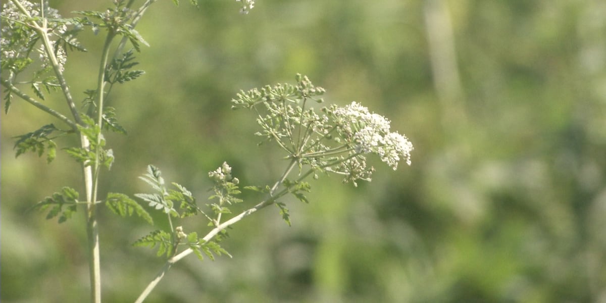 Expert says 2020 derecho may have helped poison hemlock thrive in new places Expert says 2020 derecho may have helped poison hemlock thrive in new places