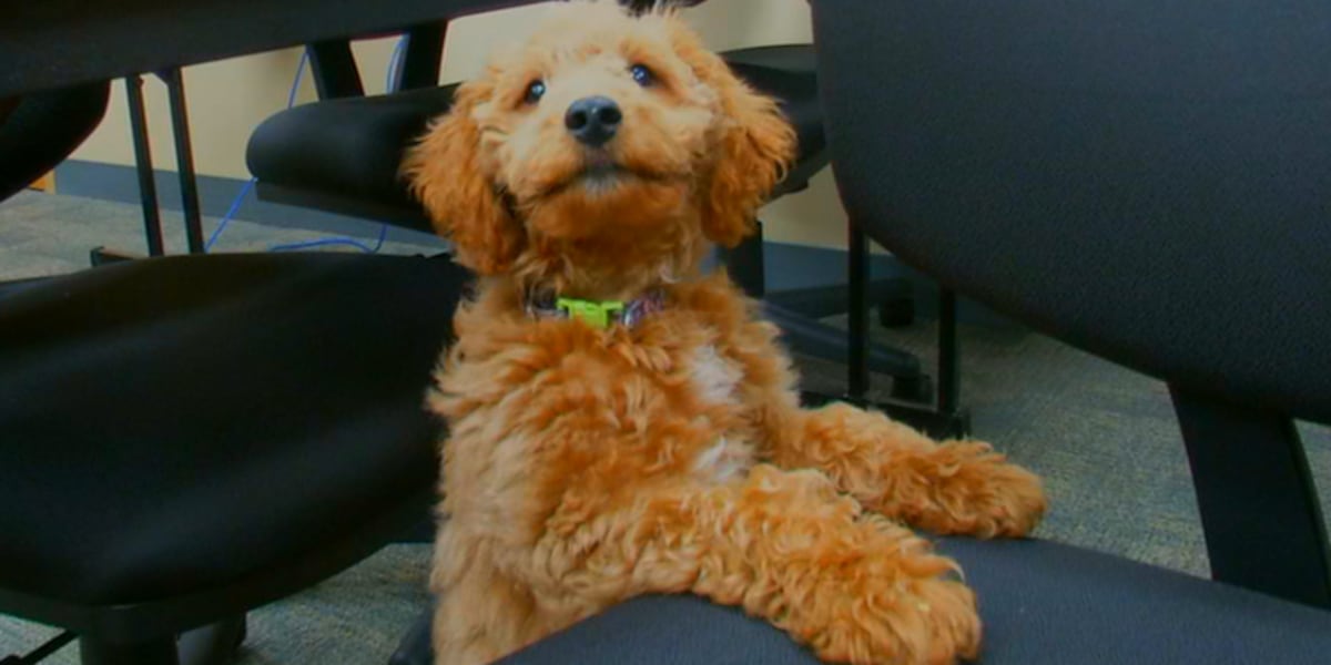 Meet Stanley: Benton County's newest four-legged member has an important job