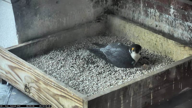 A falcon chick has hatched in the nest at the Dubuque County Courthouse.
