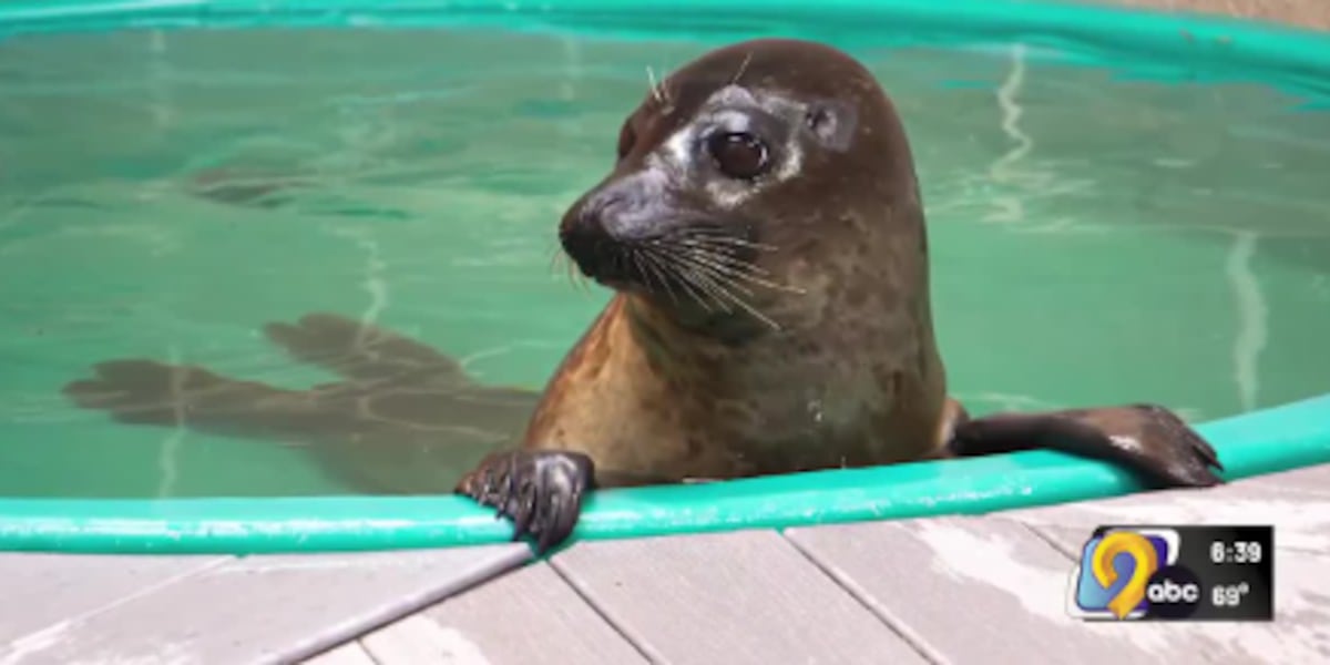 Meet Walnut: Blank Park Zoo's newest seal traveled more than 1,600 miles to get here