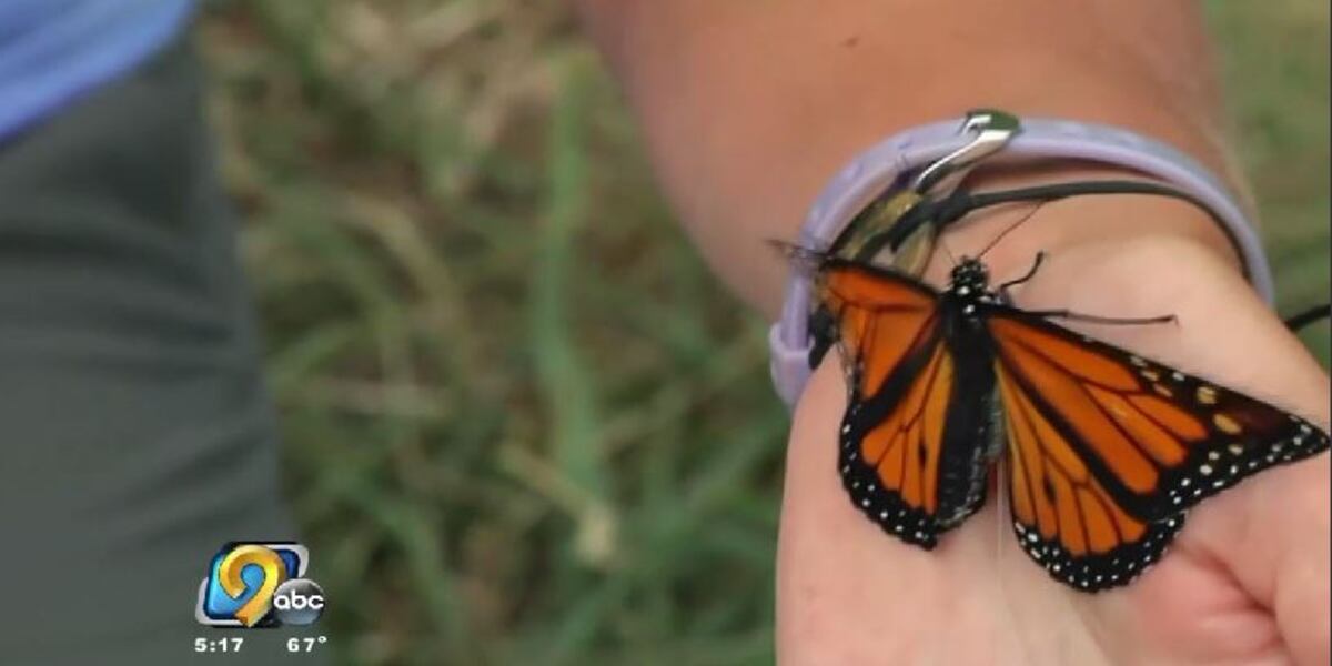 Butterfly Tracking Devce Tracking Monarch butterflies