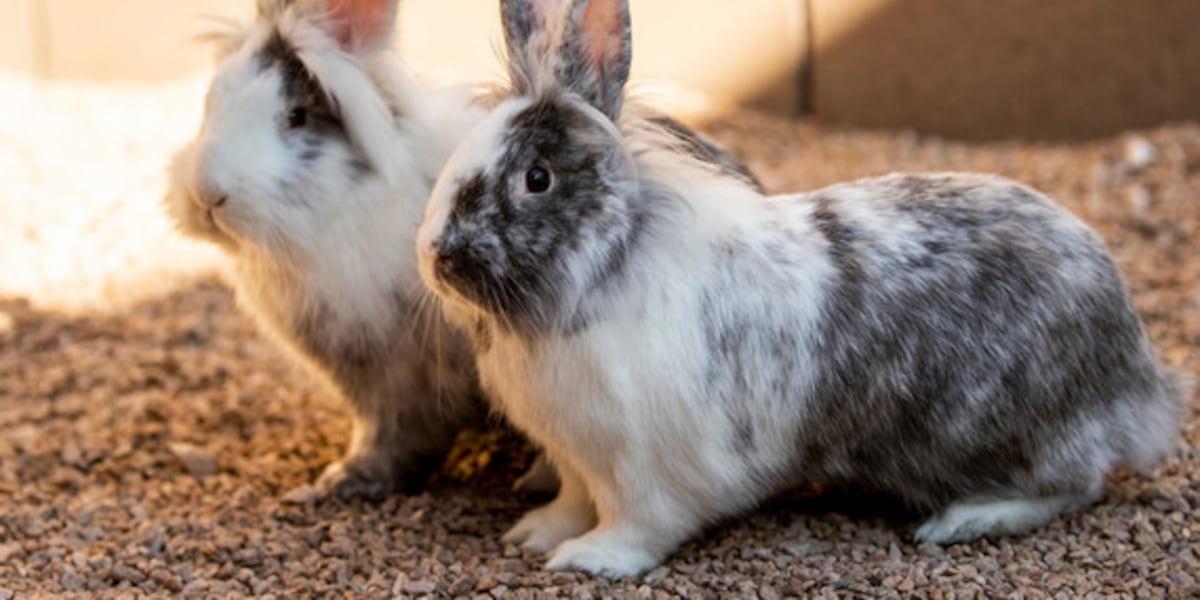 Iowa Rabit First case of Rabbit Hemorrhagic Disease confirmed in Iowa