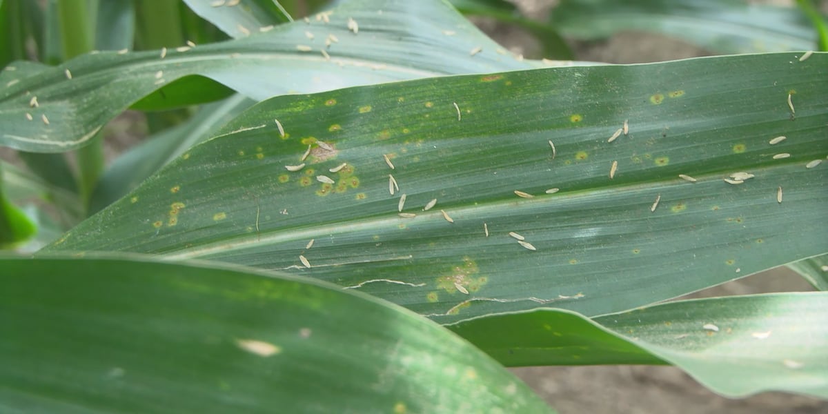 Corn Ruste Southern corn rust confirmed in eastern Iowa counties