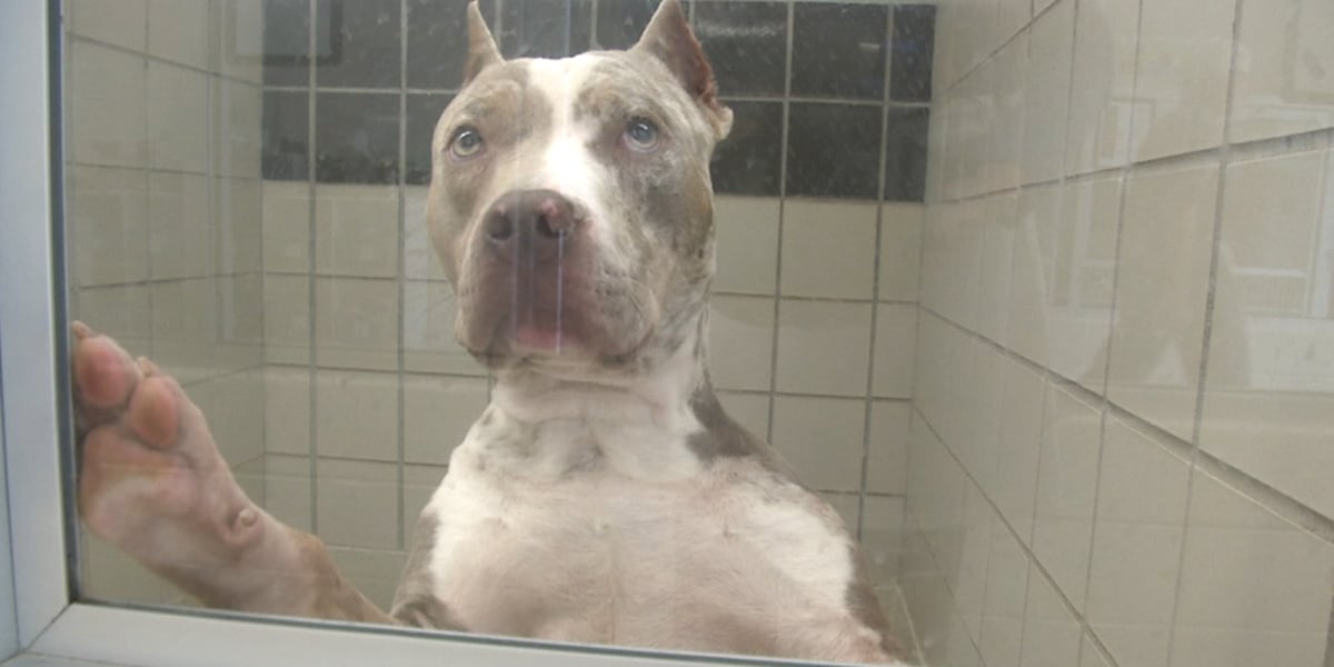 10 dogs rescued from Johnson County torture and neglect case now ready for adoption