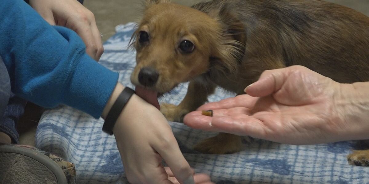 Aspca Relocation Program ASPCA, Humane Society team up in animal relocation program