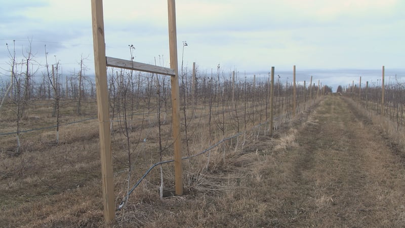 Some Iowa farmers are left with too many crops and nobody to sell them to after two USDA grant...
