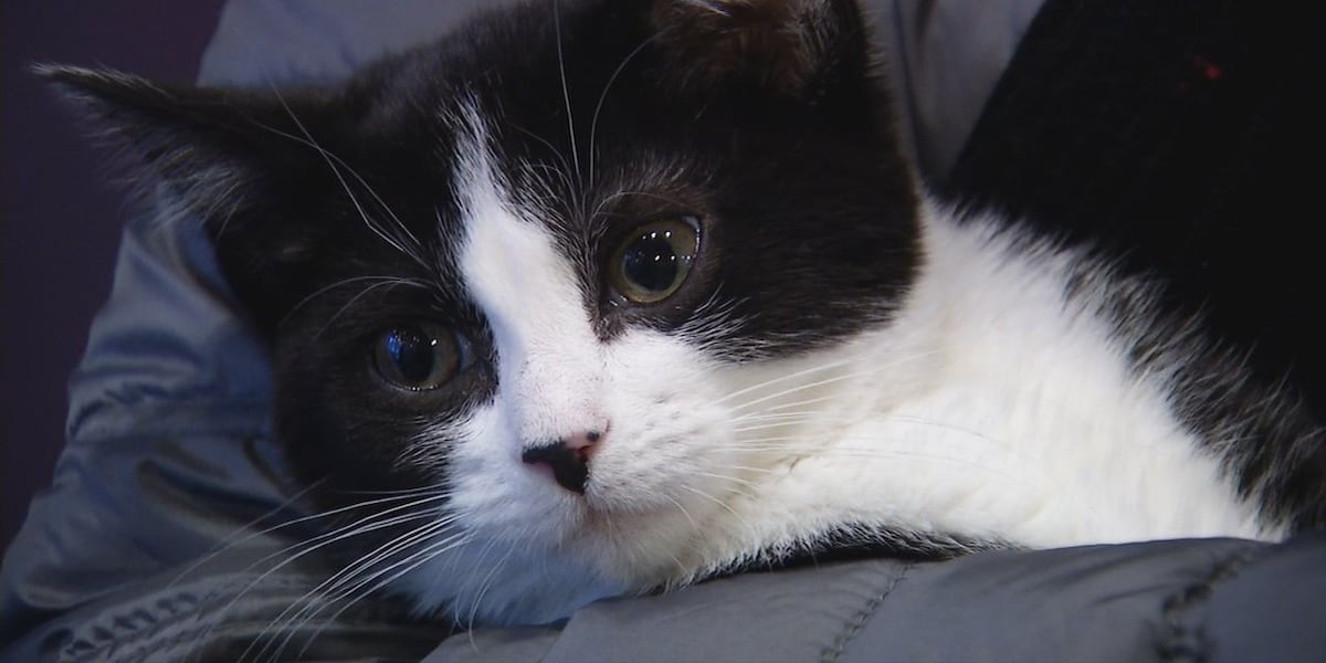 Kitty Corner Social Club celebrates 200th adoption in eight months
