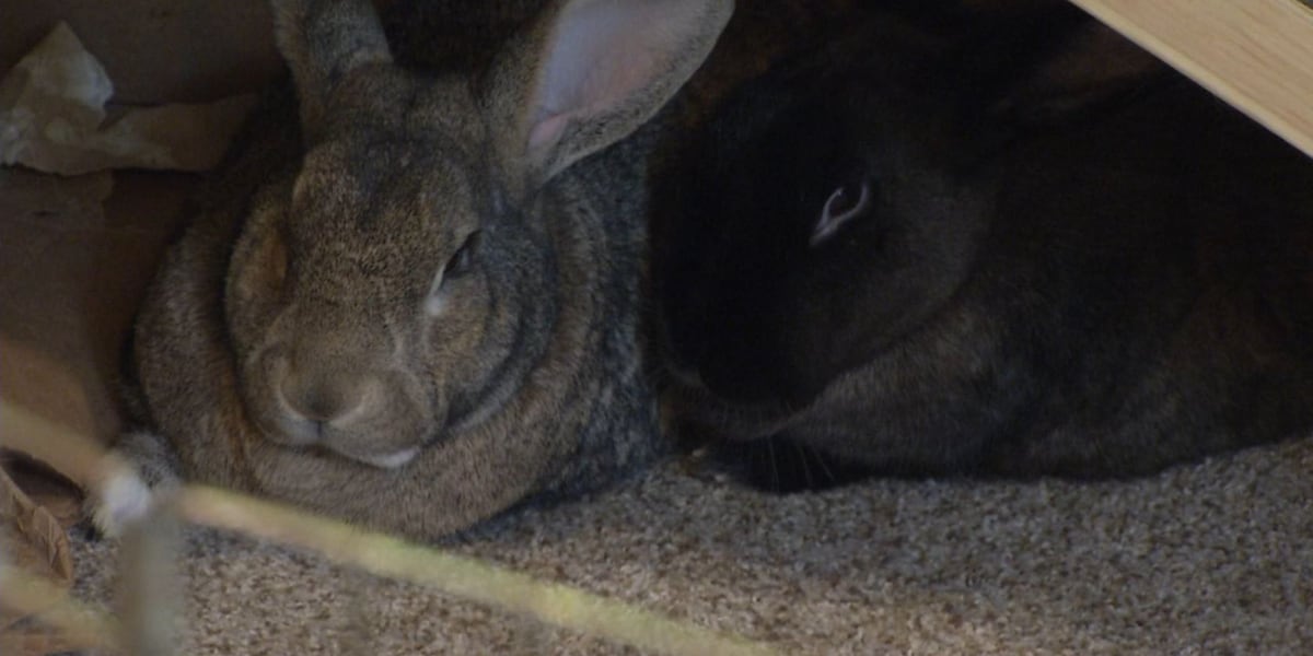 Rabbit rescue, veterinarian discourage giving bunnies as Easter gifts