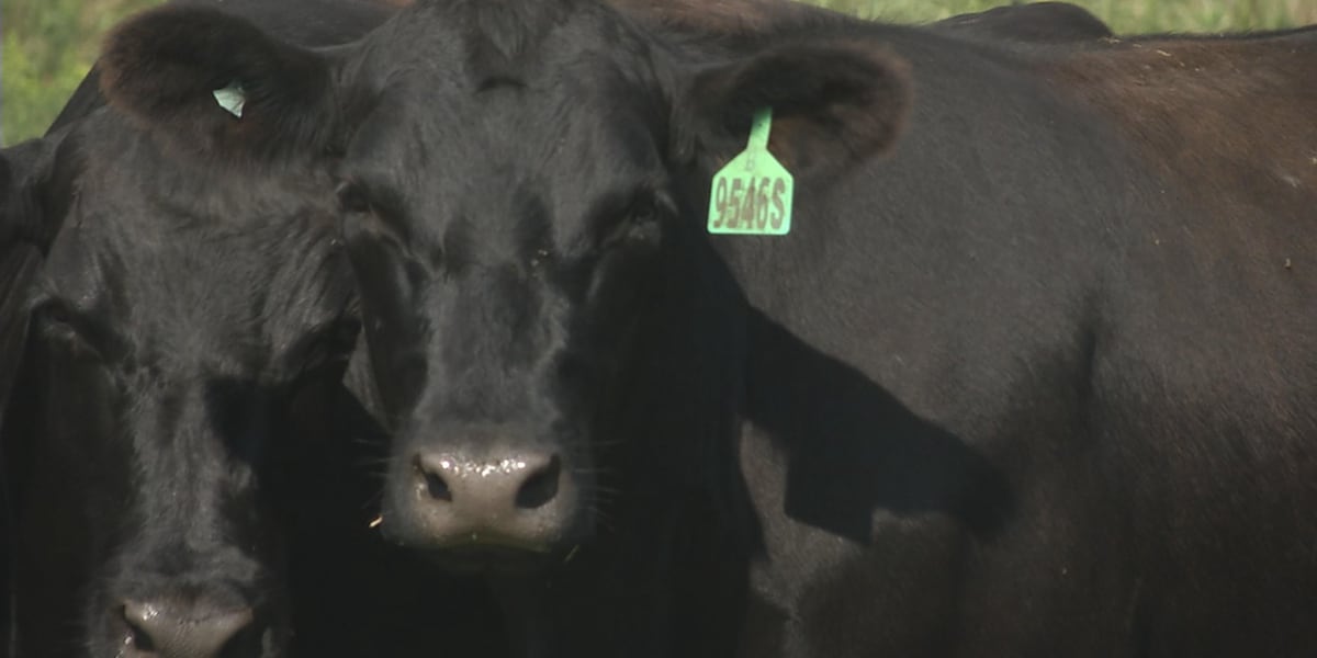 Local cattle farmers say beef import plan adds to mounting losses