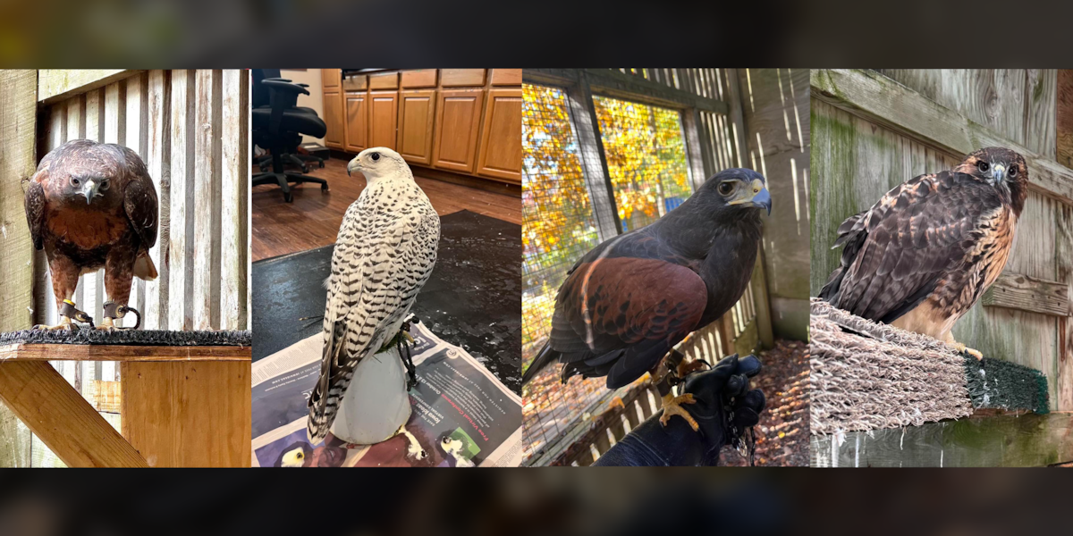 Iowa Raptors Iowa Raptor Project remembers 4 raptors killed in fire