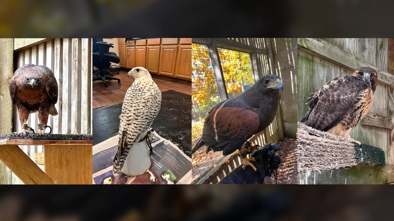 Iowa Rapters Cause of fire that killed 4 raptors at Iowa Raptor Project undetermined ...