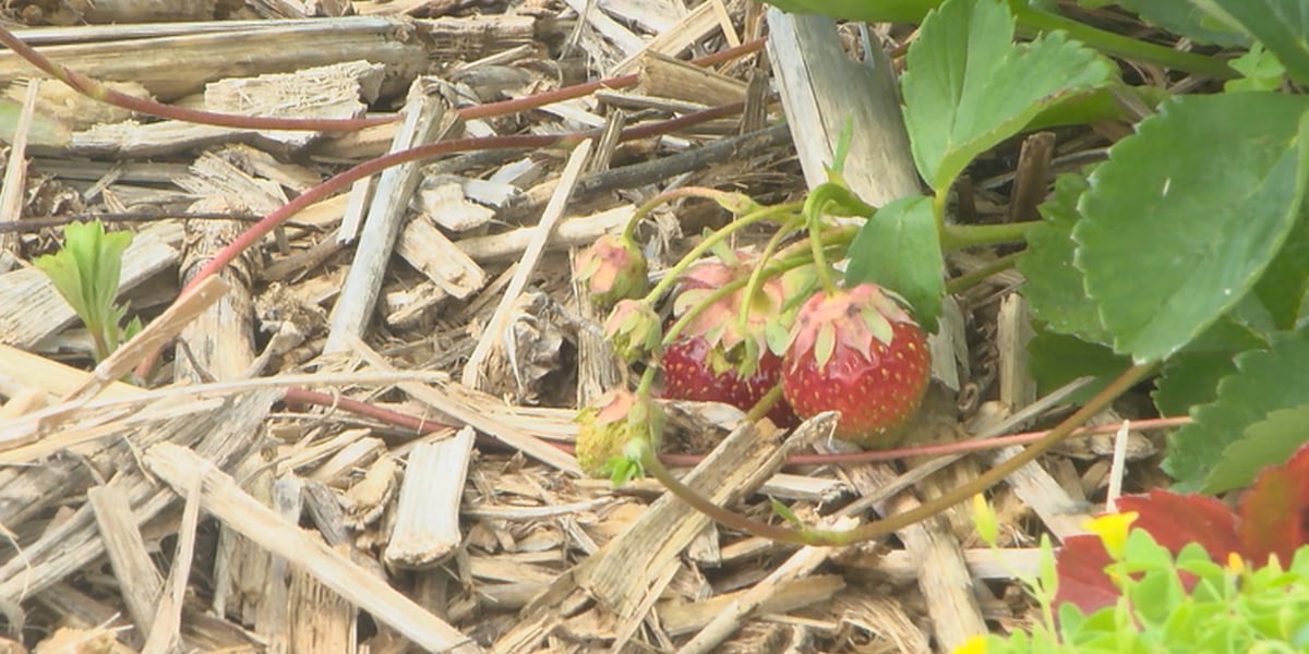 Why farmers are seeing fewer strawberries this season
