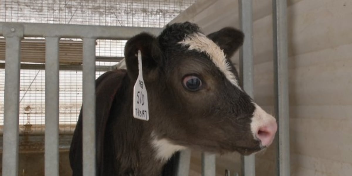 Revolutionizing Dairy Farming: How Technology Helps Iowa Farmers Save Time and Money