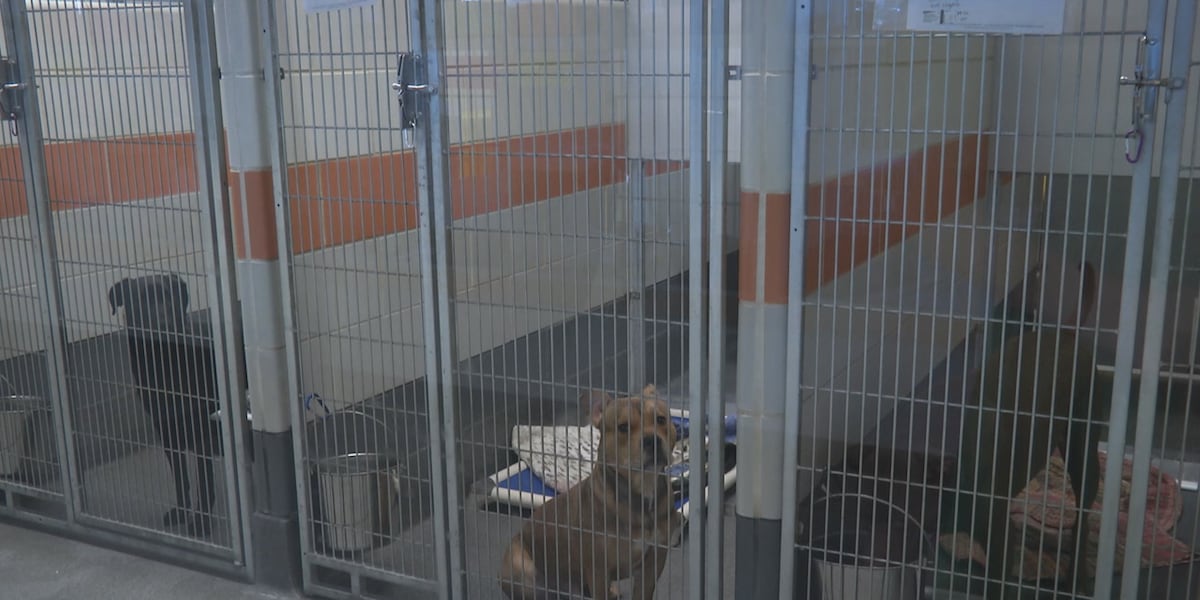 Cedar Rapids Animal Shelter Takes Bold Steps to Address State Inspection Challenges