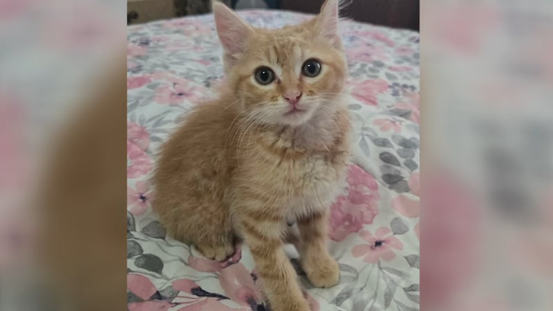 Kitten rescued after spending two days trapped in Cedar County drain pipe