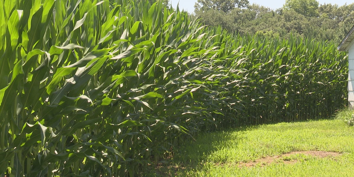 ‘So far, we're looking good:' Scott County farmer talks this year's corn