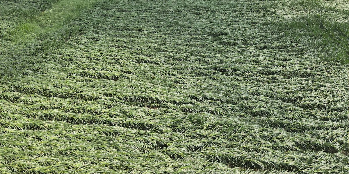 Strong winds hit crops in Fayette County