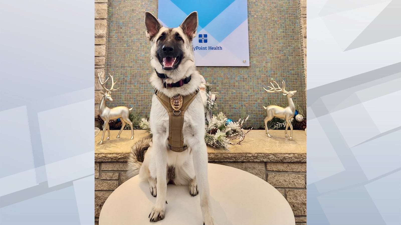 UnityPoint Health - St. Luke’s Hospital adds K-9 to security team
