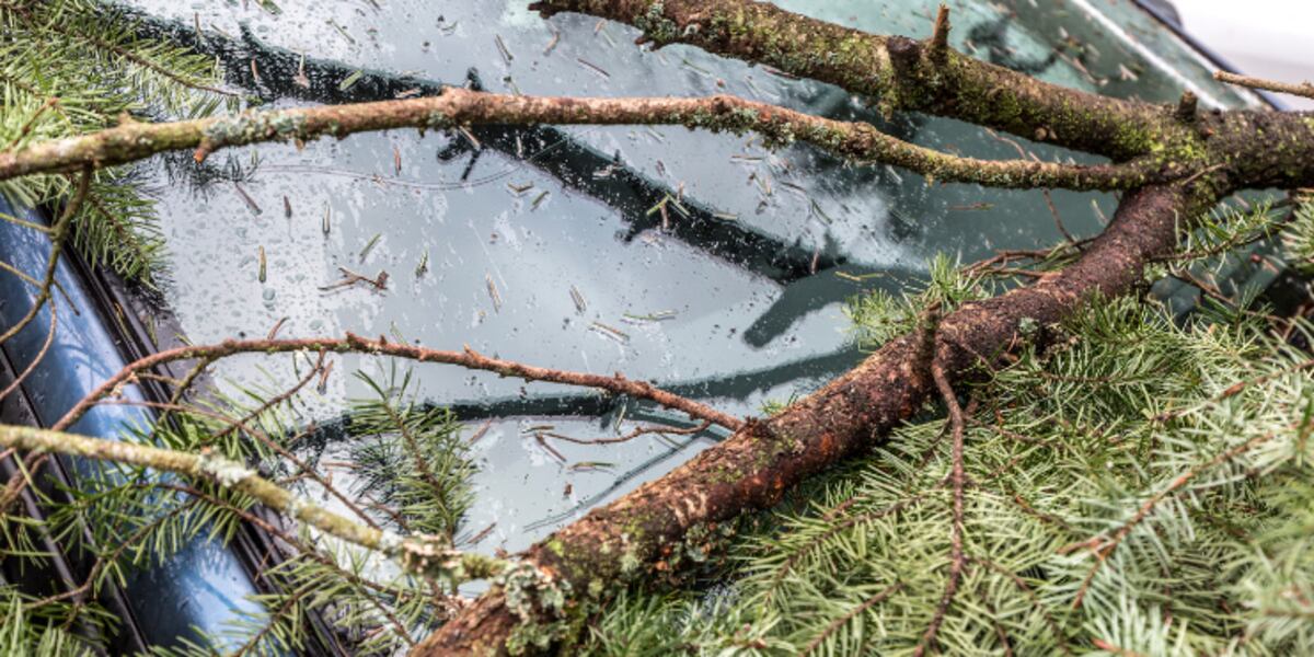 Flagging Tree Death Father, child killed after tree falls on their truck, authorities say