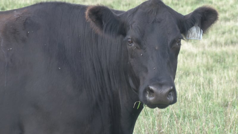 Local cattle farmer keeps close eye on rising beef prices