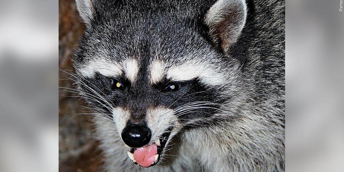 Predator Control Racoons Iowa sees surging numbers of racoons amid less trapping