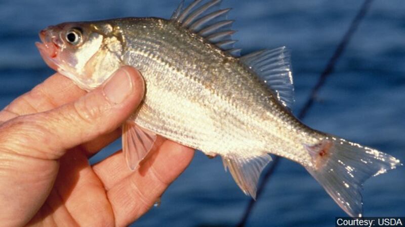 Fish-o-Rama registration opens July 1