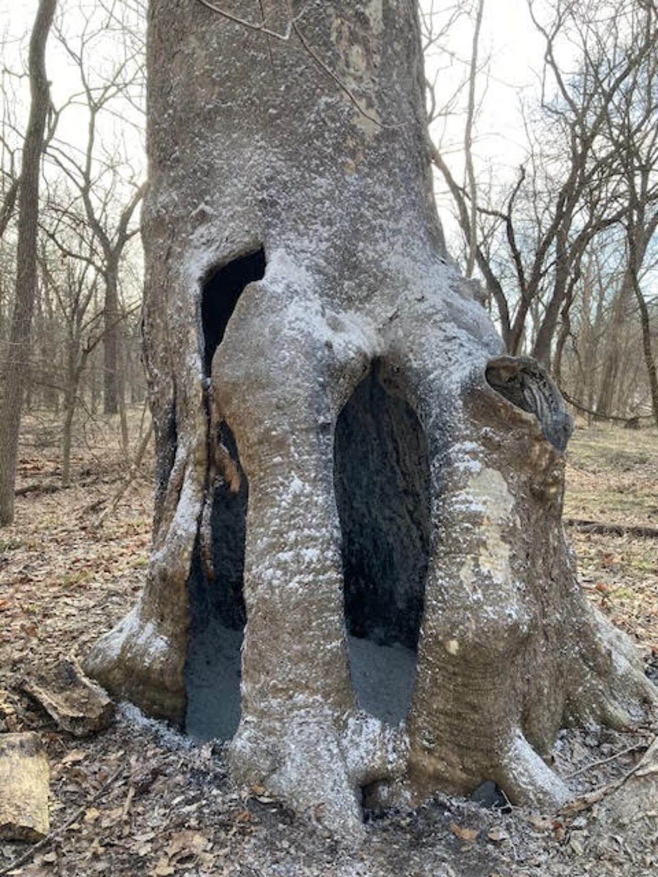 Exploding Trees Iowa Suspicious fire damages largest sycamore tree in Iowa at Geode State Park