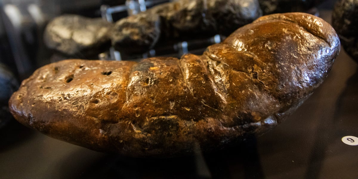 Feasel Poop Museum tells the stories of ancient animals through their fossilized poop