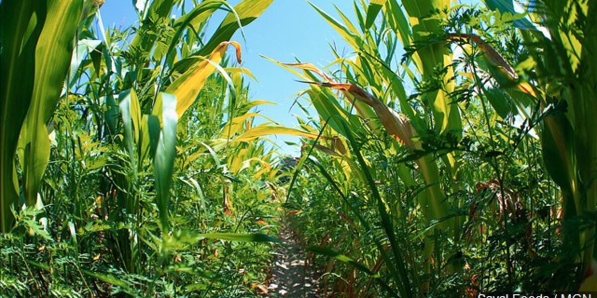 Oppressive humidity, isolated storms today