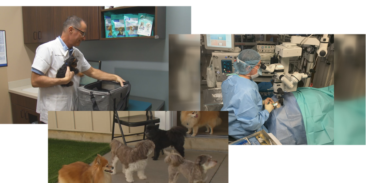 Our Town Hiawatha: Pet businesses Our Town Hiawatha: Pet businesses