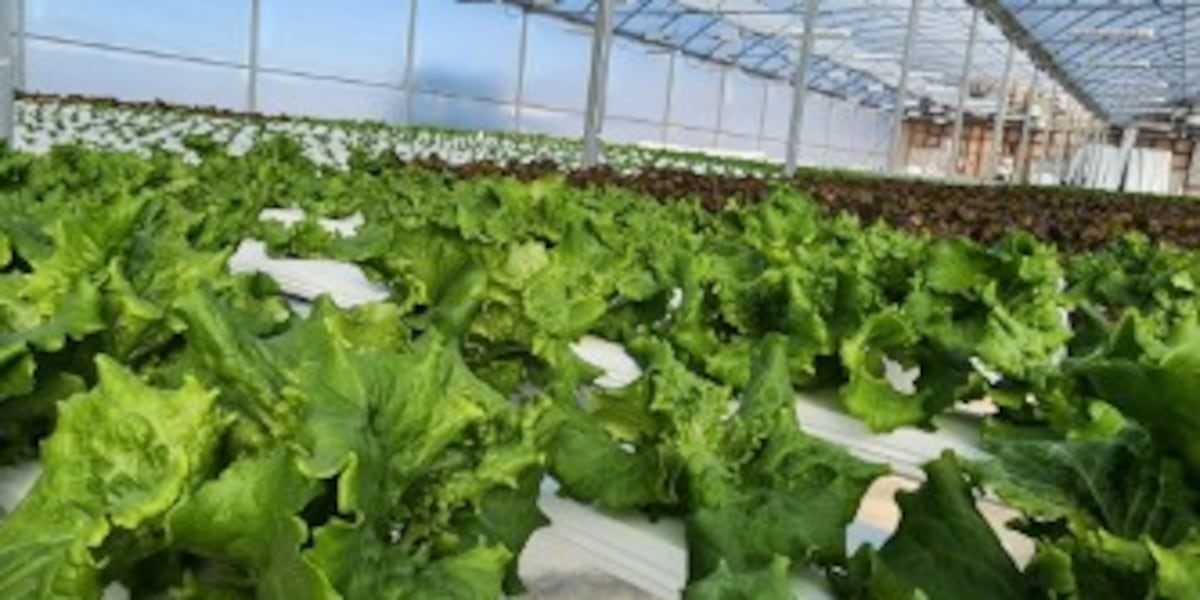 Our Town Tipton: Garuda Farms Produces Vegetables Differently