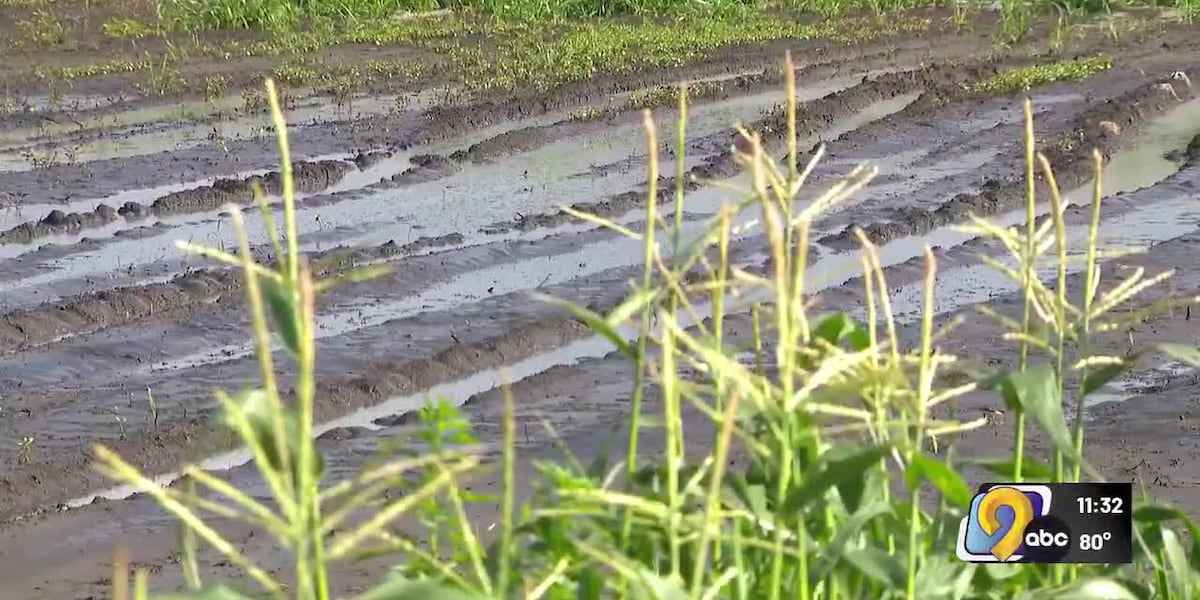 Central Iowa sees soggy start to sweetcorn season