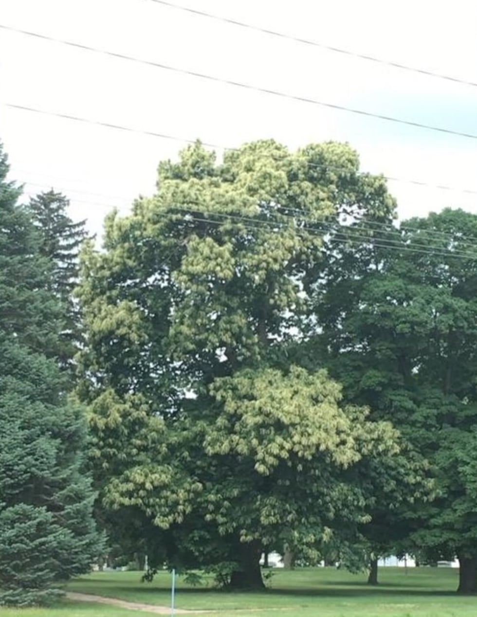Chestnut Tree Kansas We The People: How Iowa is part of the effort to save the rare American ...