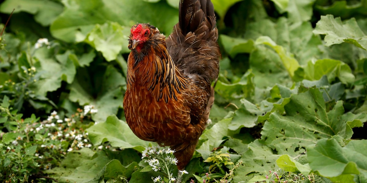 At least 34 people contract drug-resistant salmonella infections linked to backyard poultry At least 34 people contract drug-resistant salmonella infections linked to backyard poultry