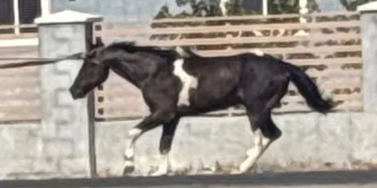 Suspect in Las Vegas horse cruelty case turns himself in